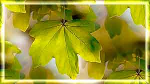 green-leaf-1092467_960_720 (300x169, 9Kb)