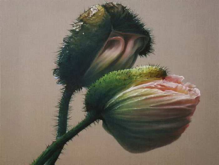 цветы от художницы Anne Middleton16 (700x526, 389Kb)