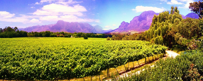 Южная Африка и вино 6 (700x280, 344Kb)