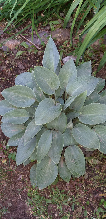 20180730_091452 (340x700, 351Kb)