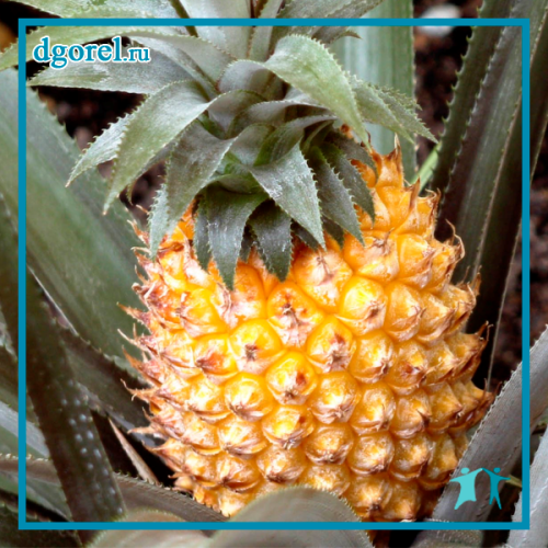  -  /5975660_Ananas_m (500x500, 727Kb)