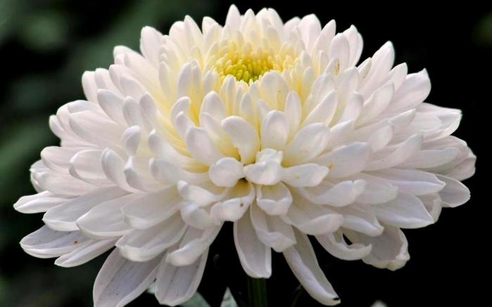 kartinki24_ru_chrysanthemums_25 (700x437, 31Kb)