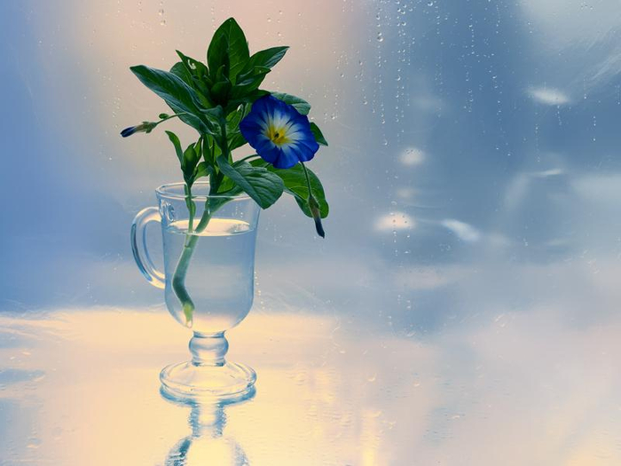 2374546_800n (700x525, 240Kb)