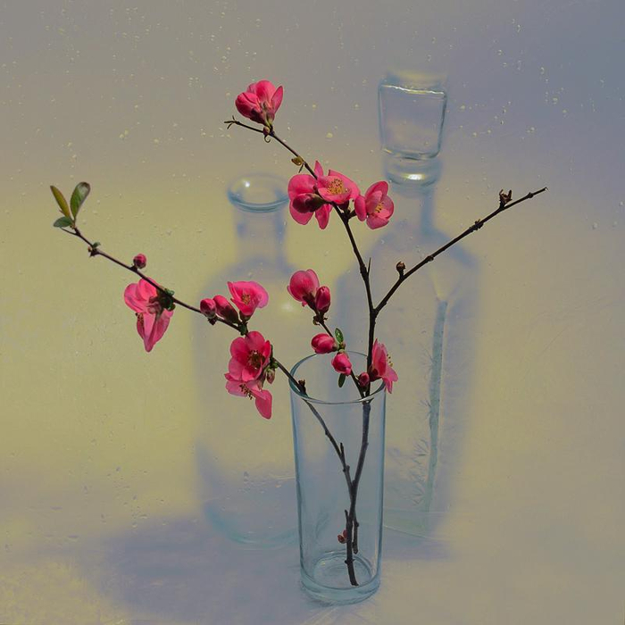 2399326_800n (700x700, 272Kb)