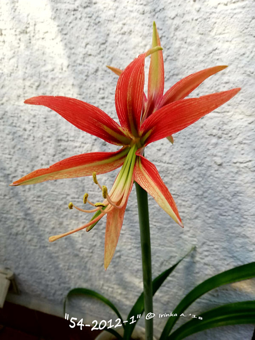 IMG-20180725-WA0001 (525x700, 146Kb)