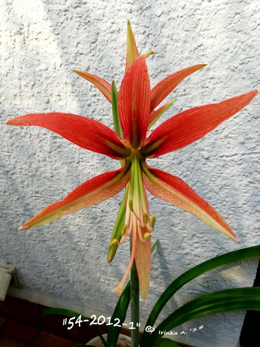 IMG-20180724-WA0006 (525x700, 176Kb)