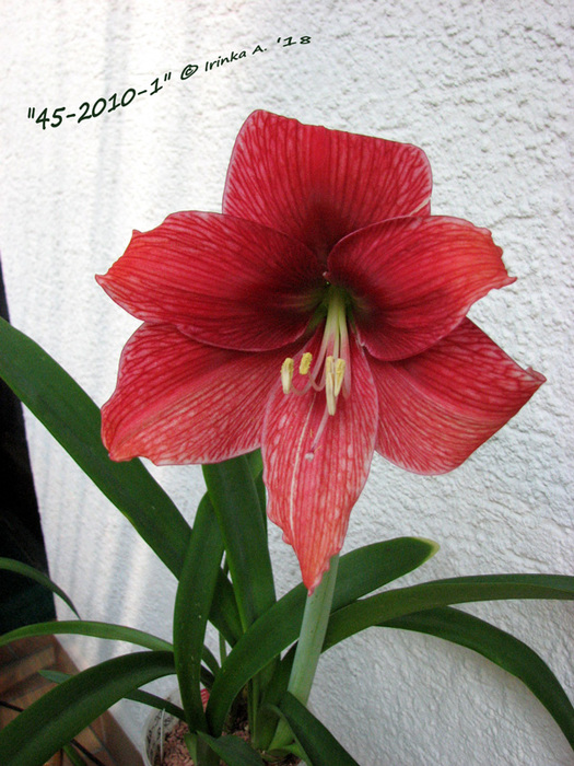 IMG_0278 (525x700, 177Kb)
