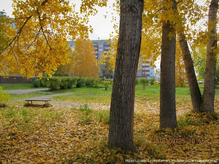 sharypovo/3924376_sharypovo_osen_zolotay_2018_3 (700x525, 421Kb)