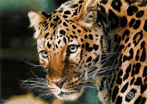 5230261_brenders24 (500x354, 46Kb)