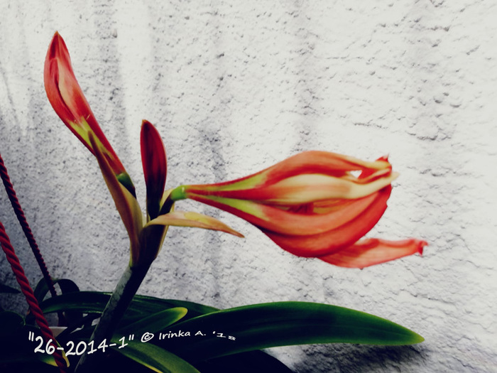 4 (700x525, 130Kb)