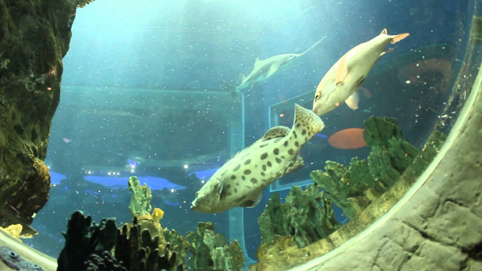 аквариум Гон Конг 6 (700x393, 297Kb)