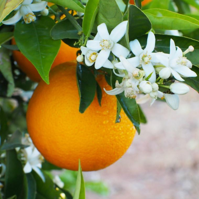 Цветущие апельсины фото