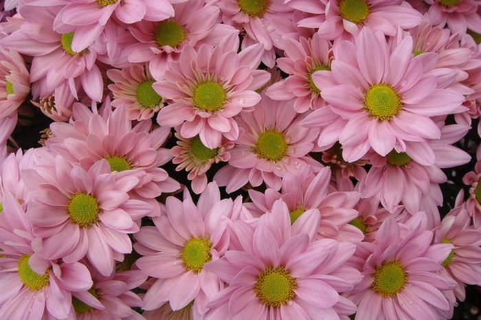 1 (100) (700x466, 294Kb)