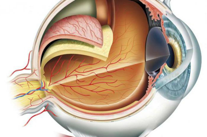 Анатомия глаза человека