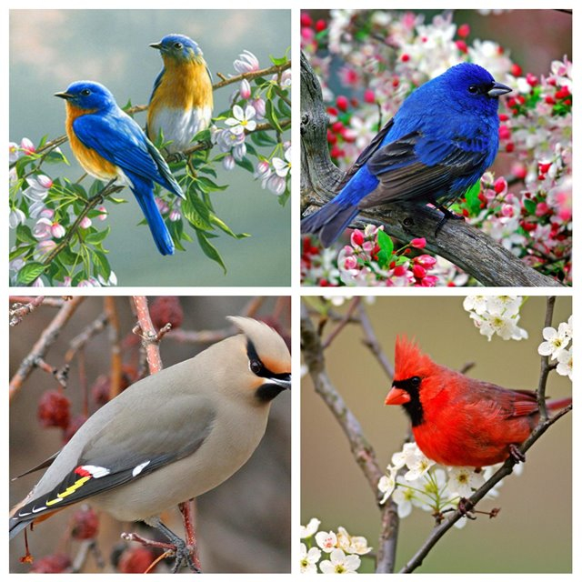 Определить птицу по фото онлайн бесплатно по фото