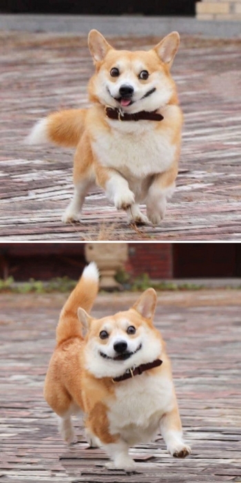 3085196_funnyexpressivedogcorgigenthecorgi1105f0ea72ceec04__700 (350x700, 158Kb)