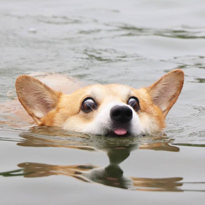 3085196_funnyexpressivedogcorgigenthecorgi1225f0ea744e82d4__700 (700x700, 47Kb)