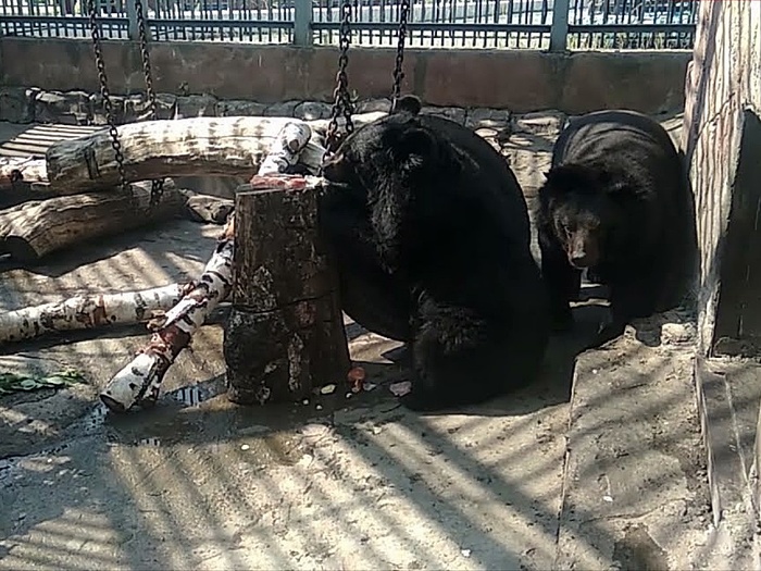 медведи в зоопарке екатеринбург