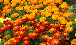 Превью tagetes (700x420, 340Kb)