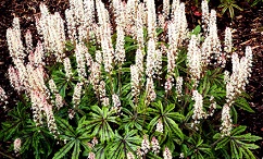 tiarella (242x146, 89Kb)