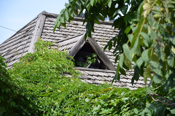 DSC_4570 (700x463, 484Kb)