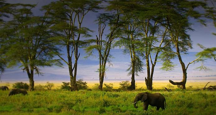 1200px-Ngorongoro кратер 9 (694x370, 269Kb)