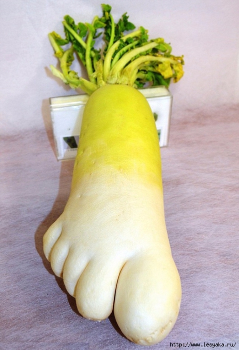 10294565-unusual-shape-fruit-vegetables-8__605-650-1466428998 (477x700, 220Kb)