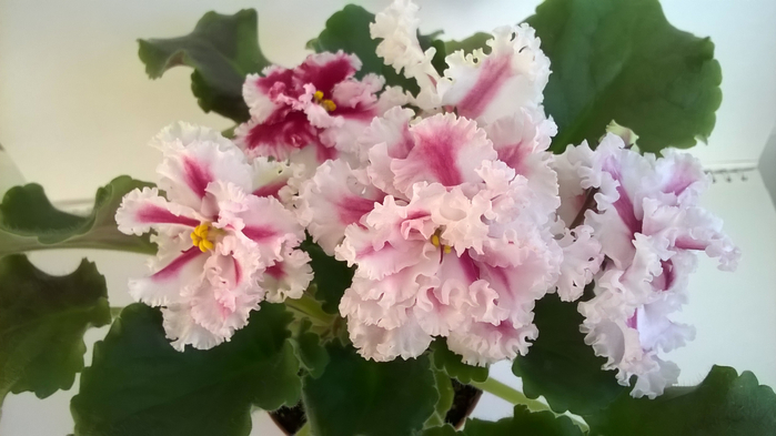 WP_20160624_19_08_48_Pro (700x393, 250Kb)