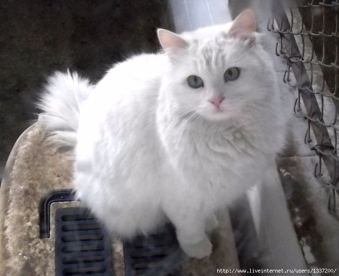 Turkish_Angora_in_Ankara_Zoo_(AOГ‡) (700x568, 241Kb)