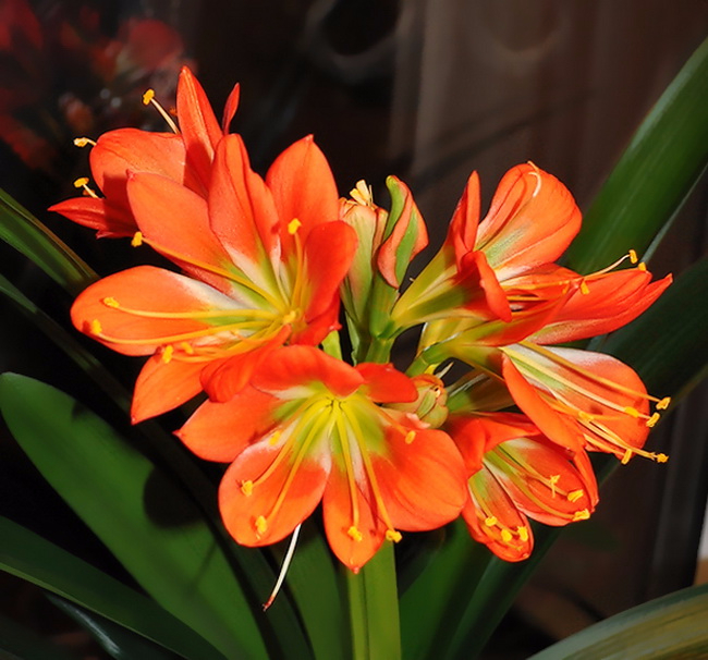 Комнатный Цветок С Оранжевыми Цветами Фото