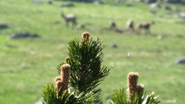IMG_3554 a (640x360, 186Kb)