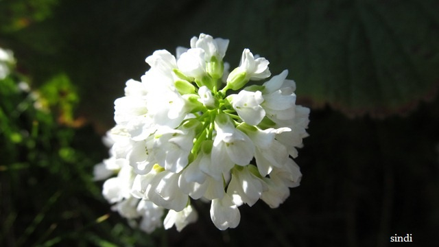 IMG_3562 a (640x360, 139Kb)