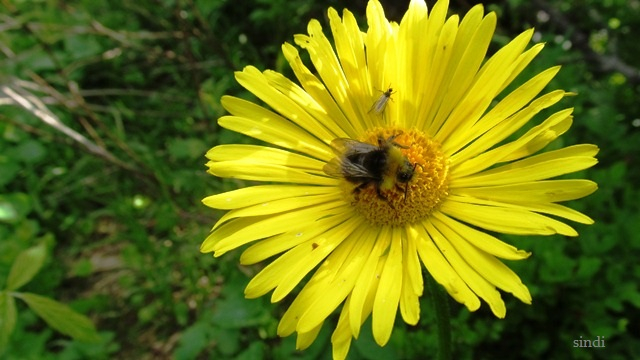 IMG_3579 a (640x360, 258Kb)