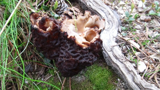 IMG_3588 a (640x360, 306Kb)