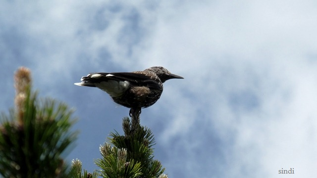 IMG_3594 a (640x360, 133Kb)