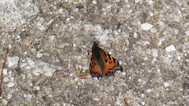 IMG_3602 a (640x360, 306Kb)