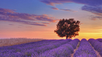 Превью 112707525_large_3303834_lavanda_13 (700x393, 285Kb)