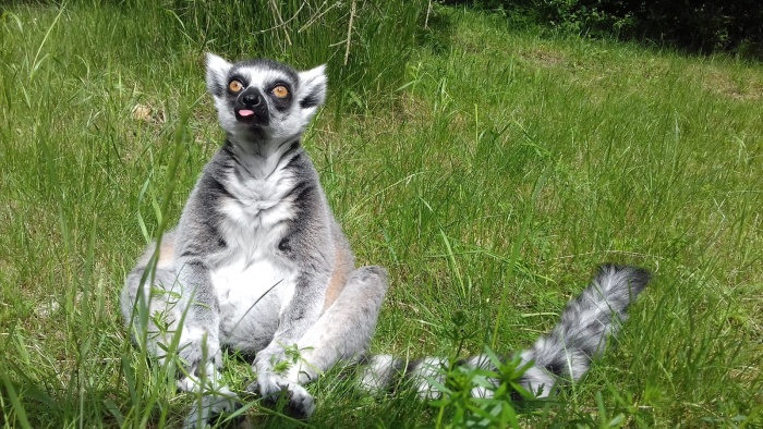 6044711_acid_picdump_53 (700x394, 172Kb)