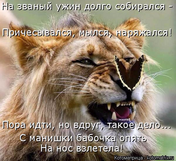 kotomatritsa_- (600x547, 352Kb)