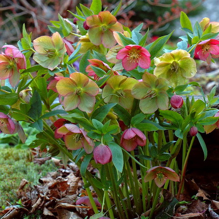 Helleborus2 (430x430, 113Kb)