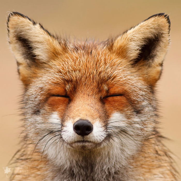 fox-faces-roeselien-raimond-smiling (700x700, 520Kb)