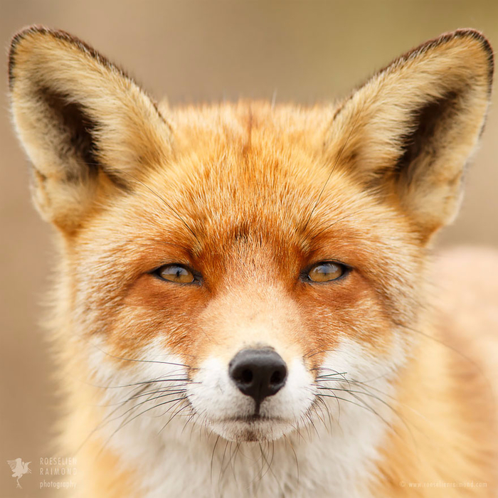 fox-faces-roeselien-raimond-fox (700x700, 491Kb)