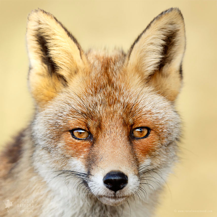 fox-faces-roeselien-raimond-grey (700x700, 459Kb)