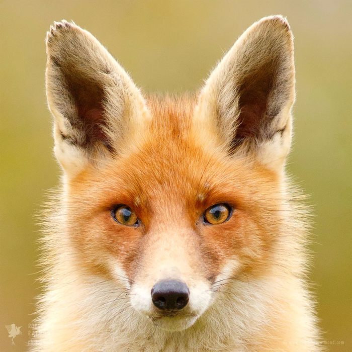 fox-faces-roeselien-raimond-orange (700x700, 528Kb)