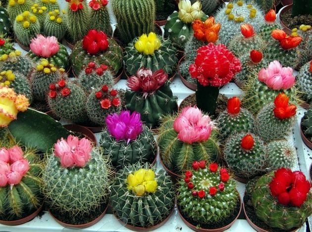 dekorativnie kaktusi 2 (630x469, 261Kb)