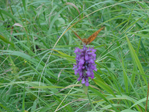 Превью DSC01773 (700x525, 532Kb)