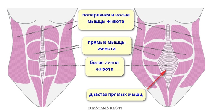 3424885_Diastaz_mishc_jivota (700x371, 109Kb)