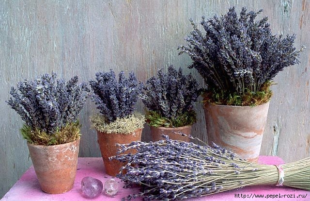 4403711_lavanda24 (640x414, 228Kb)