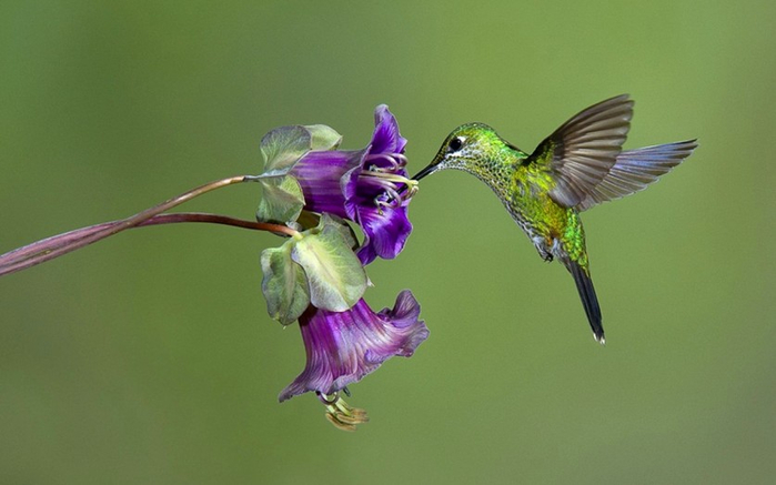 Photos-of-Hummingbird-03 (700x437, 204Kb)