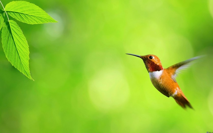 Photos-of-Hummingbird-05 (700x437, 188Kb)
